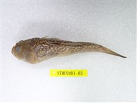 藏品(日本瞻星魚)的圖片